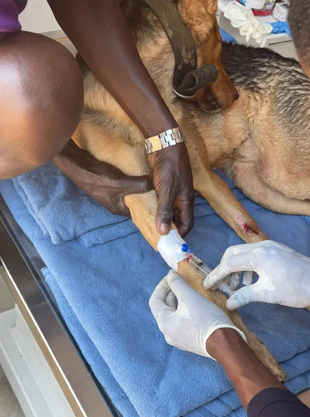Vetlit Animal Clinic · photo 4