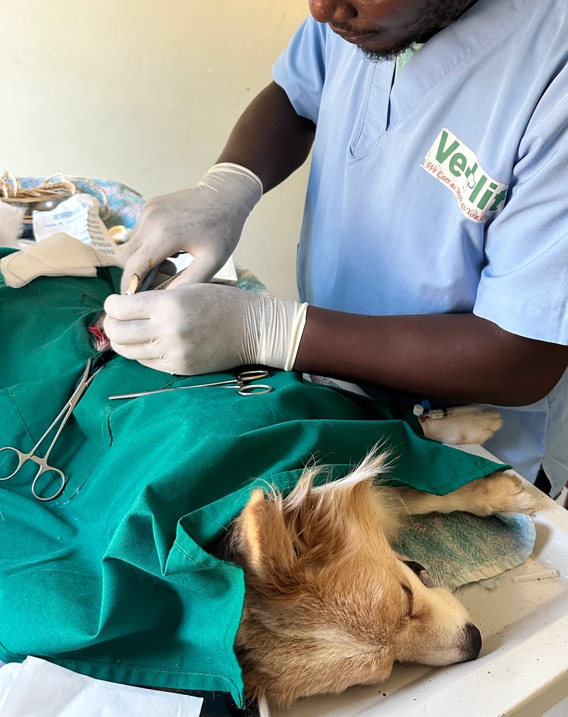 Vetlit Animal Clinic · photo 2